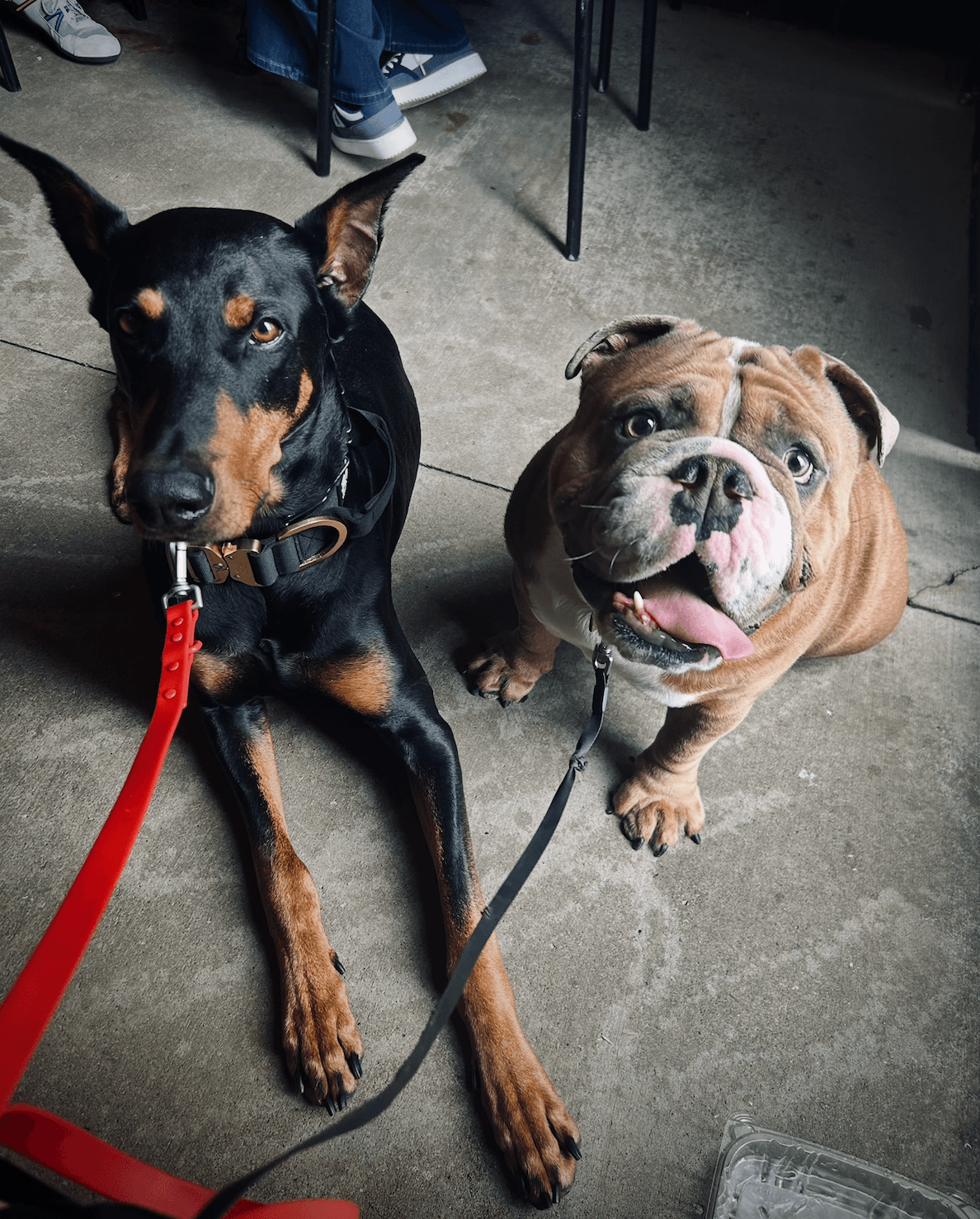 A Doberman and an English bulldog sitting calmly side by side