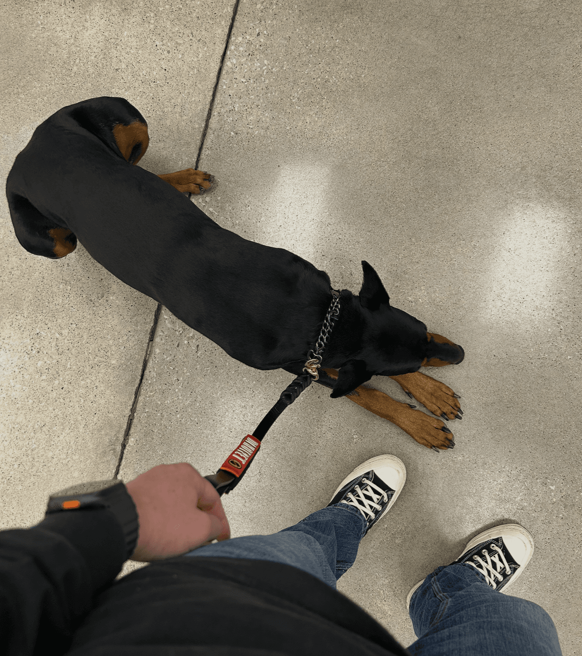 A relaxed Doberman lying at its owner's feet on an outing
